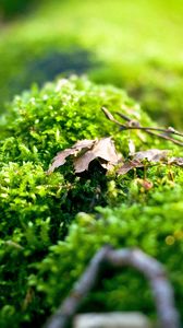 Preview wallpaper moss, plants, background, light