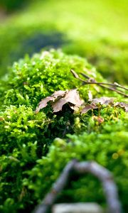 Preview wallpaper moss, plants, background, light