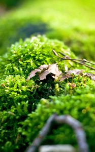 Preview wallpaper moss, plants, background, light