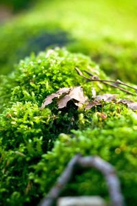 Preview wallpaper moss, plants, background, light