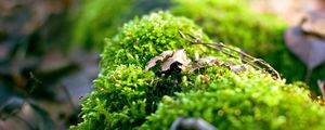 Preview wallpaper moss, plants, background, light