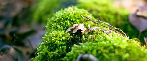 Preview wallpaper moss, plants, background, light