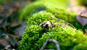 Preview wallpaper moss, plants, background, light