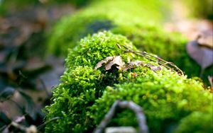 Preview wallpaper moss, plants, background, light