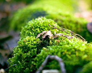 Preview wallpaper moss, plants, background, light