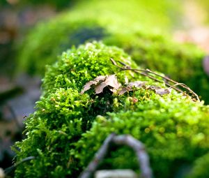 Preview wallpaper moss, plants, background, light