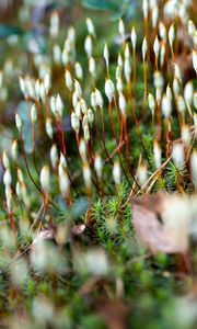 Preview wallpaper moss, plants, macro