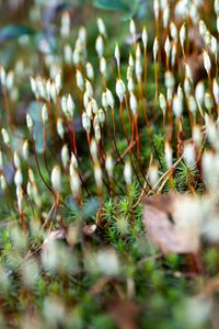 Preview wallpaper moss, plants, macro