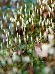 Preview wallpaper moss, plants, macro