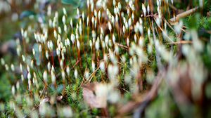 Preview wallpaper moss, plants, macro