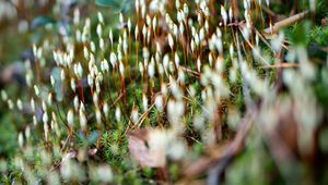 Preview wallpaper moss, plants, macro