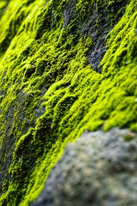 Preview wallpaper moss, slope, stones, blur