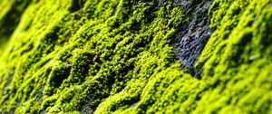 Preview wallpaper moss, slope, stones, blur