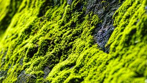 Preview wallpaper moss, slope, stones, blur