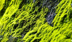 Preview wallpaper moss, slope, stones, blur