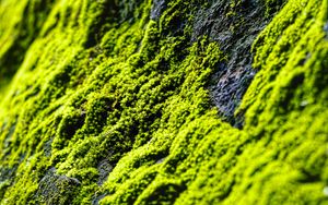 Preview wallpaper moss, slope, stones, blur
