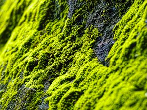 Preview wallpaper moss, slope, stones, blur