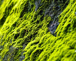 Preview wallpaper moss, slope, stones, blur