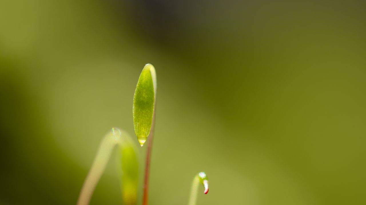 Wallpaper moss, sprouts, macro, blur