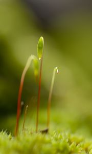 Preview wallpaper moss, sprouts, macro, blur