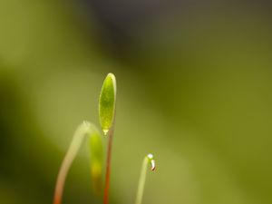 Preview wallpaper moss, sprouts, macro, blur