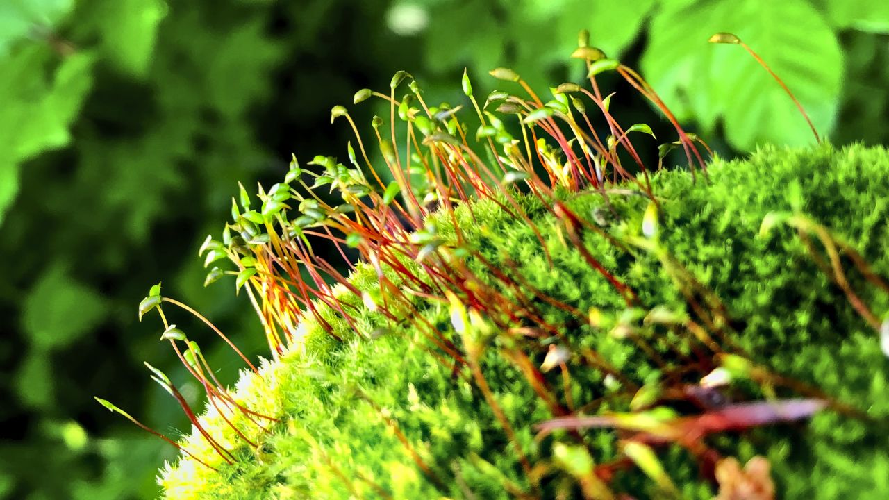 Wallpaper moss, sprouts, plants, macro
