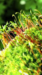 Preview wallpaper moss, sprouts, plants, macro