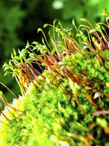 Preview wallpaper moss, sprouts, plants, macro