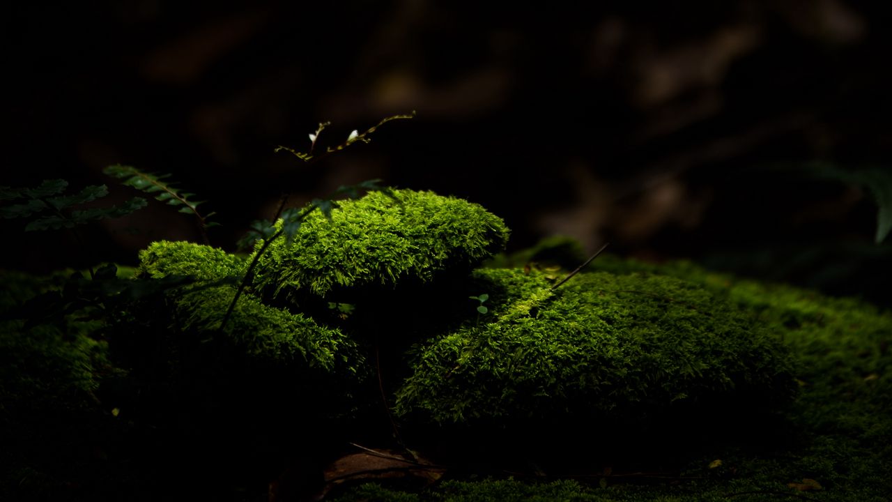 Wallpaper moss, stones, macro, green, dark