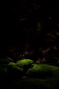 Preview wallpaper moss, stones, macro, green, dark