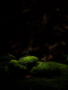 Preview wallpaper moss, stones, macro, green, dark