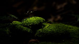 Preview wallpaper moss, stones, macro, green, dark