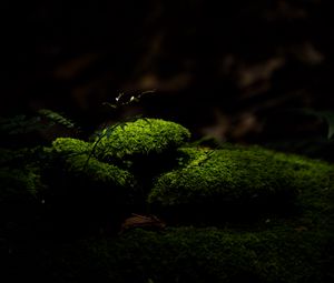 Preview wallpaper moss, stones, macro, green, dark