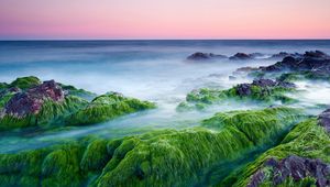 Preview wallpaper moss, stones, outgrowths, sea, haze, pairs, evaporation, cool