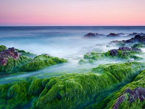 Preview wallpaper moss, stones, outgrowths, sea, haze, pairs, evaporation, cool