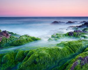 Preview wallpaper moss, stones, outgrowths, sea, haze, pairs, evaporation, cool