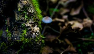 Preview wallpaper moss, surface, close-up