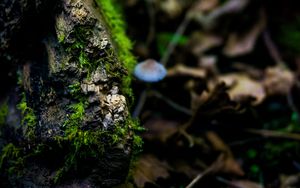 Preview wallpaper moss, surface, close-up