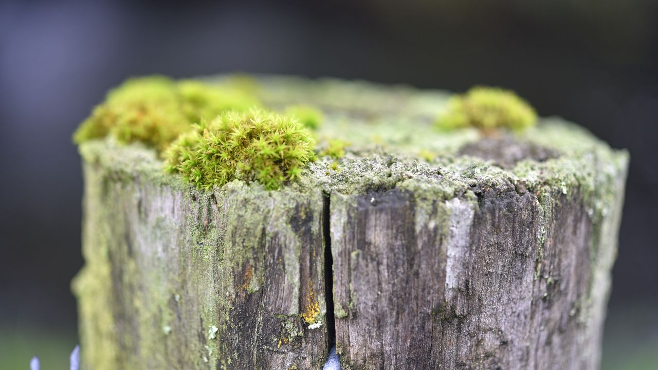 Wallpaper moss, tree, bark, greens, macro, nature