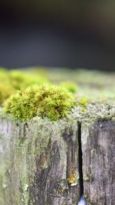 Preview wallpaper moss, tree, bark, greens, macro, nature