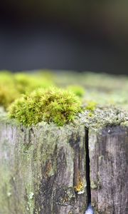Preview wallpaper moss, tree, bark, greens, macro, nature