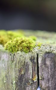 Preview wallpaper moss, tree, bark, greens, macro, nature