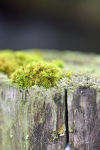 Preview wallpaper moss, tree, bark, greens, macro, nature