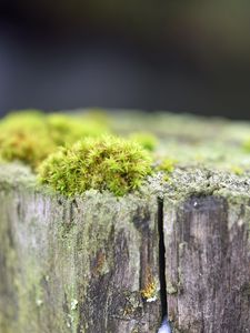 Preview wallpaper moss, tree, bark, greens, macro, nature