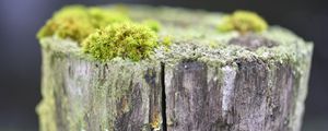 Preview wallpaper moss, tree, bark, greens, macro, nature