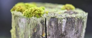 Preview wallpaper moss, tree, bark, greens, macro, nature