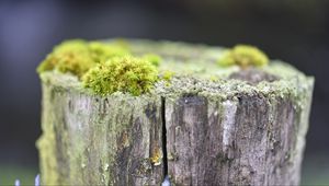 Preview wallpaper moss, tree, bark, greens, macro, nature