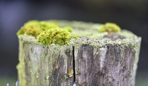 Preview wallpaper moss, tree, bark, greens, macro, nature