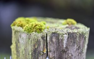Preview wallpaper moss, tree, bark, greens, macro, nature