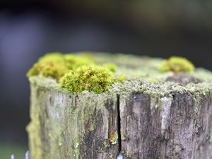 Preview wallpaper moss, tree, bark, greens, macro, nature